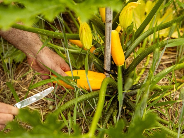 Hände ernten gelbe Zucchini im Garten des Pazeider